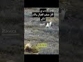 دب يأكل صغير الغزال والأم تبكي