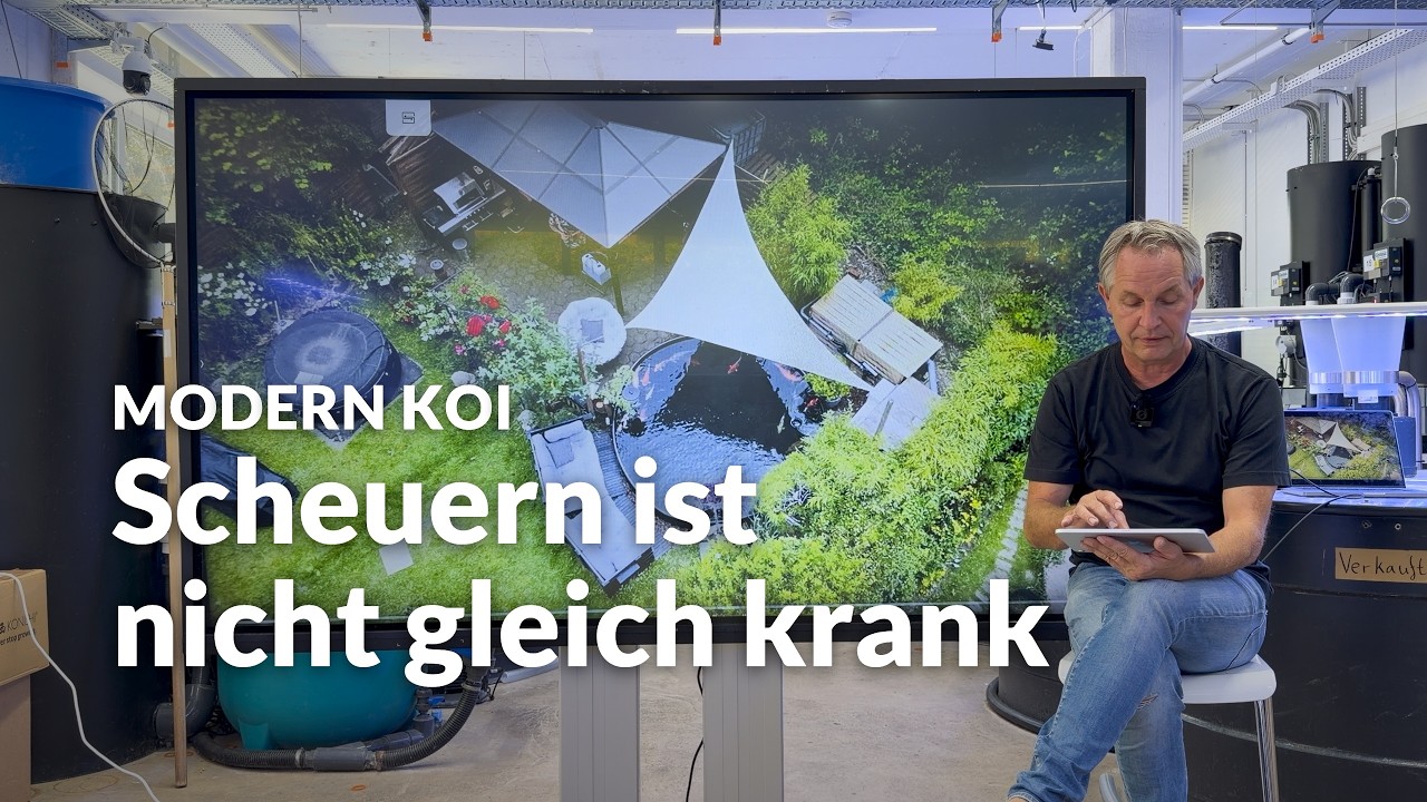 Warum scheuern sich Koi? | Modern Koi Blog #8226