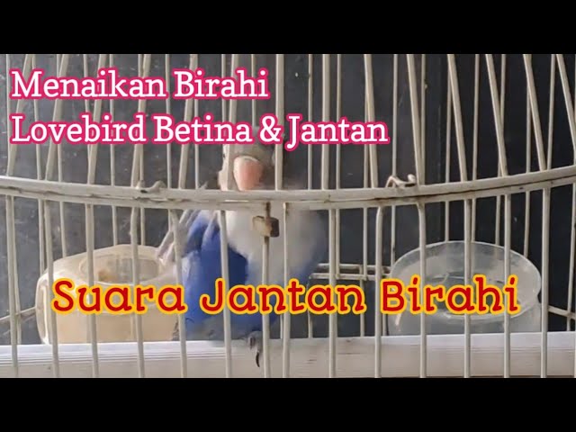 pancingan suara birahi jantan class=