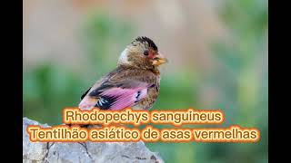 O canto do Tentilhão asiático de asas vermelhas  ( Rhodopechys sanguineus  )