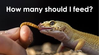how many mealworms should i feed my leopard gecko?