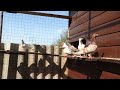 Житель села под Тамбовом разводит голубей мраморной бакинской породы