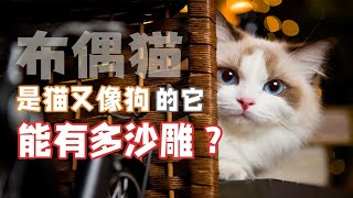 颜值逆天又猫又狗它叫布偶猫它能有多沙雕