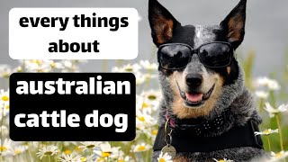 Australian Cattle Dog   Top Facts by Animal Explorer 36 views 1 year ago 4 minutes, 25 seconds