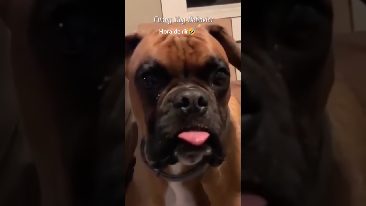 Hora de rir...🤣 #animal #cachorro #petz #videosengracados #melhorvideo ...