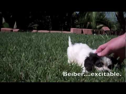 beiber-the-cavachon-puppy-for-sale-in-california-(san-diego,-ca)-yorkshire-terrier-puppies