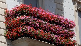 Какие растения выбрать для оформления балкона. Декорируем балкон цветами.