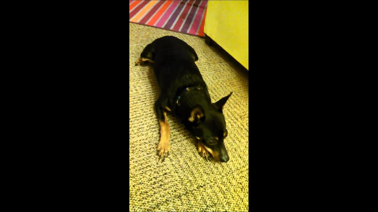 what shall i call my goldendoodle