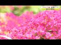 敬老の日の贈り物として人気の花「ベゴニア」 富士町で出荷ピーク【佐賀県】 (21/09/15 18:30)