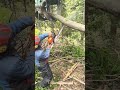 bucking some #fellingatree 3000video clips yeai
