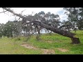 Tree Removal 4