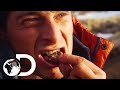 Bear Grylls' Guide To Finding Food In Extreme Environments | Born Survivor: Bear Grylls