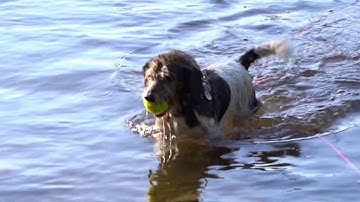 Unser Hund "Sunny" - slow motion Aufnahme mit einer Sony Alpha7 iii