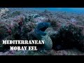 "THE HUNTER: LA GRAN MORENA MEDITERRÁNEA (Muraena helena)" 4K (English subtitled)