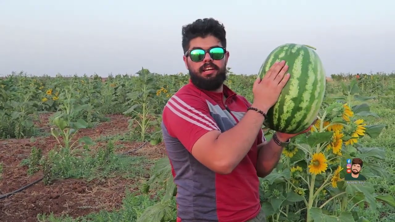 الزراعة في سوريا 2022|| حوران 2022