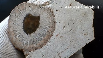 Remnants of ancient forests.