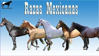 TODAS Las Razas De Caballos Mexicanas Del Cerro Soy