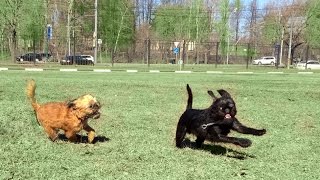 Щенки гриффона. Подростки. Видео от 2 мая 2015 Щенки гриффона. Подростки. Видео от 2 мая 2015