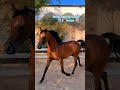#qatar #show #horse #horseriding #youtubeshorts #song #india #kuweit #america #like #comment #saudi