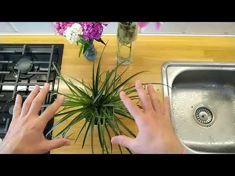 Video: Tillandsia 