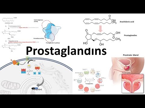 Prostaglandins: بایو سنتھیسز، فنکشن اور ریگولیشن