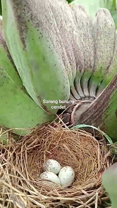 sarang burung cendet di pohon pisang
