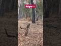 Kabini Safari: Wildlife & Tiger Adventure π