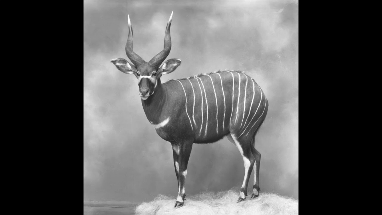 G.H. -  Devils Bit Scabious