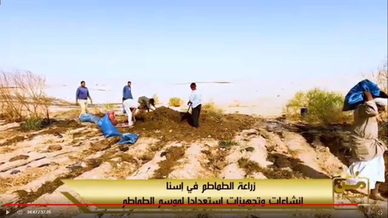 مدينة الطماطم في صحراء إسنا.. شاهد تجهيزات أكبر مشروع زراعي صناعي عمراني في صعيد مصر