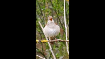 Singing Nightingale #shorts