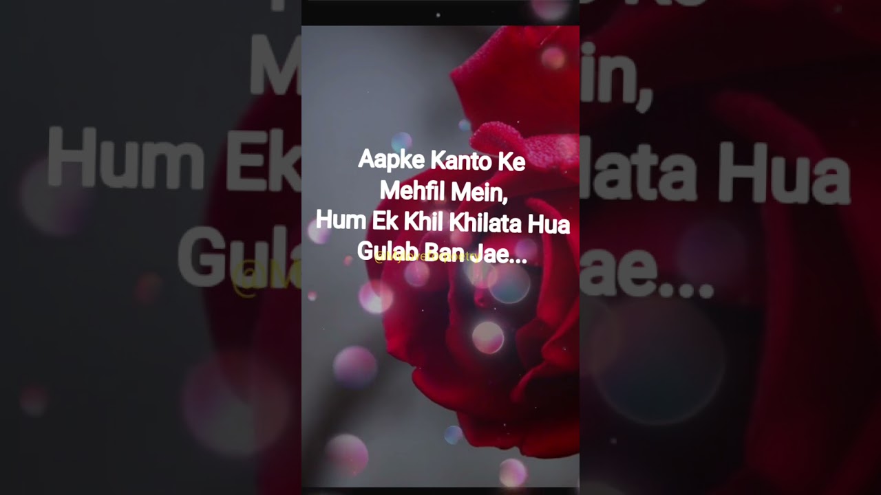 Happy Rose Day My Love..❤ 