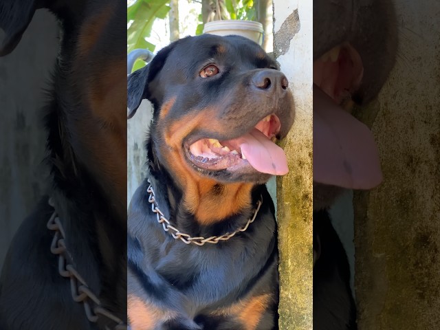 Afternoon 🥵🥵 #rottweiler