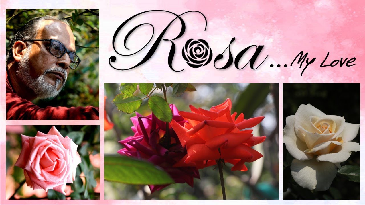 ROSES II ROSE GARDENING II ROSE VARIETIES II ROSA..MY LOVE II SHEKHAR DATTA II DOCUMENTARY II