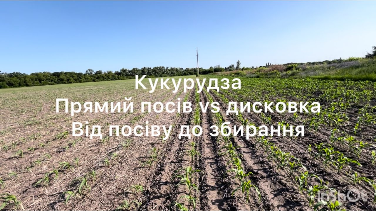 Як росла кукурудза протягом сезону, прямий посів проти класики, хто ж виграв⁉️