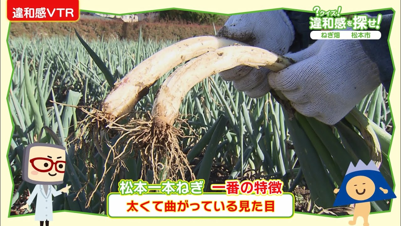 長野県松本市のねぎ農家さんを取材（？クイズ！違和感を探せ！ 2024年