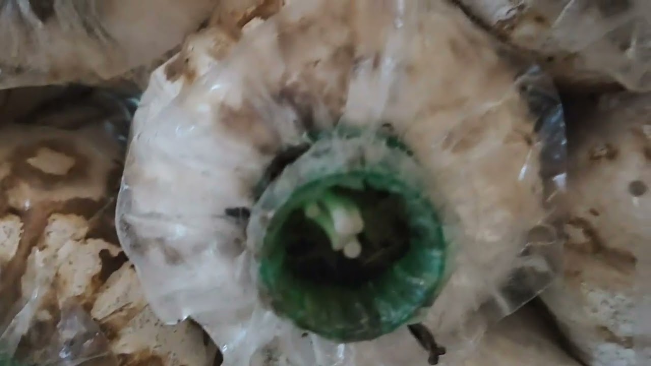 เห็ดนางฟ้าภูฐานออกดีมาก ออกทุกก้อนเลย