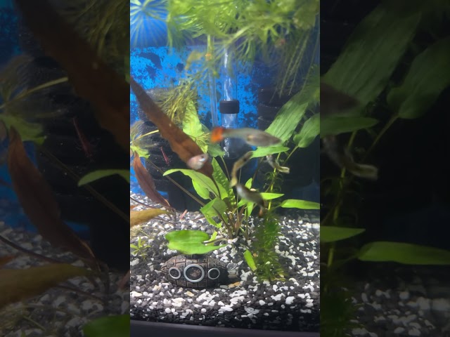 Enjoy watching them #trending #aquarium #fish #asmr