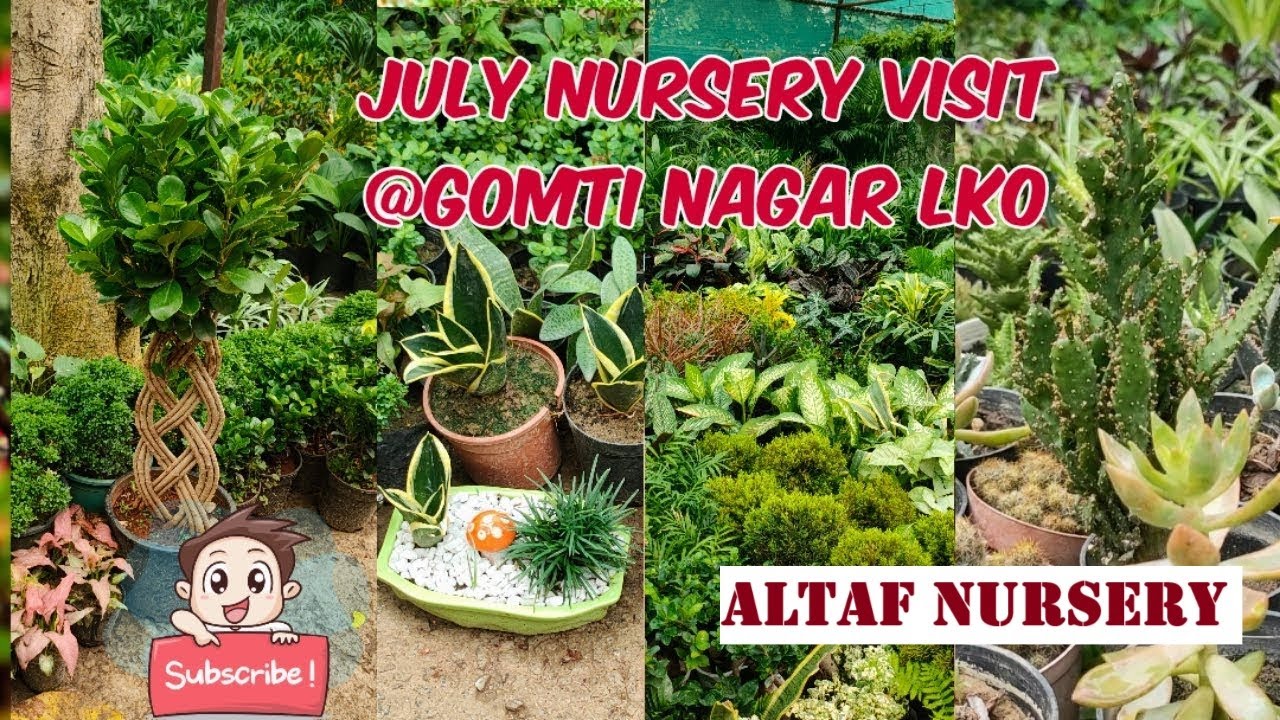 Altaf Nursery Visit at Gomti Nagar Lucknow #nursery #lucknow #visiting #gardening #nurseryvisit