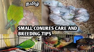 Small conures care and breeding tips in tamil....