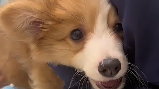 He was abandoned by his owner because of the prolapsed anus, howling in intense pain! by pawsflare 1,049,041 views 2 months ago 8 minutes, 18 seconds
