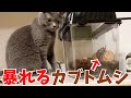 荒ぶるカブトムシから目が離せない猫がかわいいw