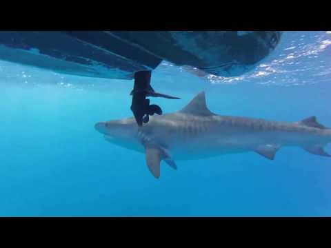 Tiger shark (Galeocerdo