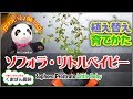 観葉植物（メルヘンの木）ソフォラ・リトルベイビーの植え替え・育て方【くまパン園芸】