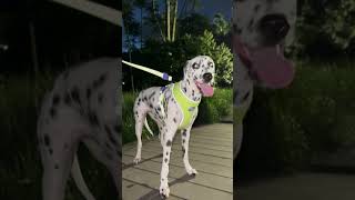 Nox Coleção Refletiva Zee.dog