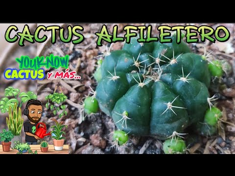 Video: Información sobre el cuidado del cactus alfiletero