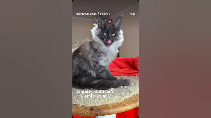 Video 11196301: coon mainecoon kitten cat, mainecoon cat kitten pets, mainecoon kitten cute pets, maine coon cattery, maine coon boy