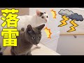 ゲリラ豪雨と落雷したときの猫4匹の反応がこちら！