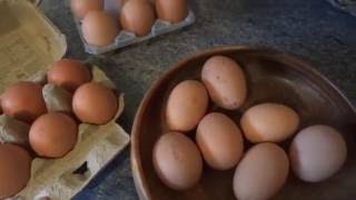 Чем отличаются домашние яйца от магазинных?