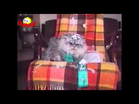 funny-birthday-bloopers