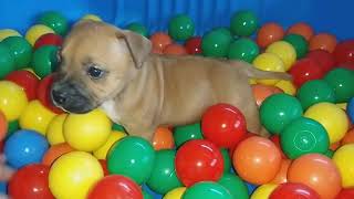 91Ème Vidéo Appy De Staffordland